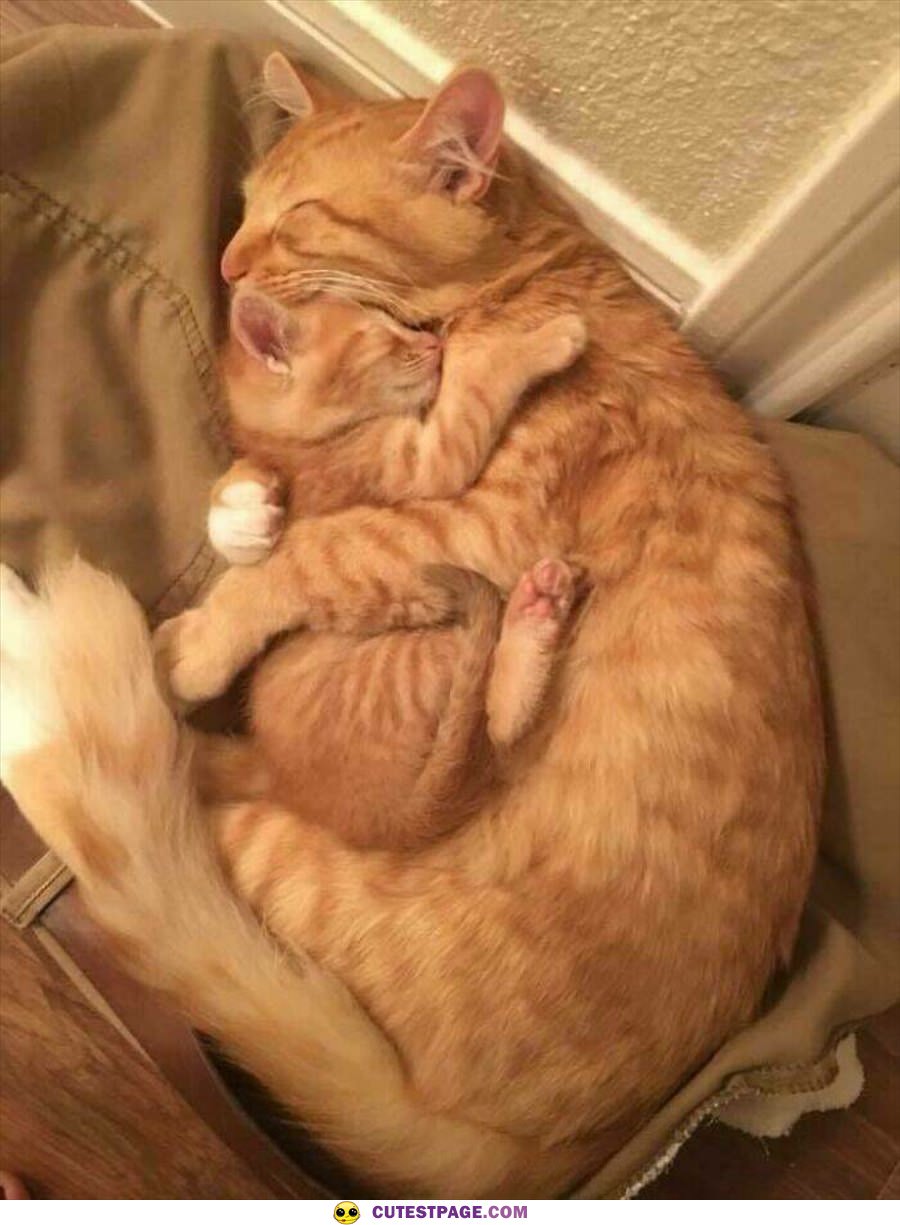 Cuddles