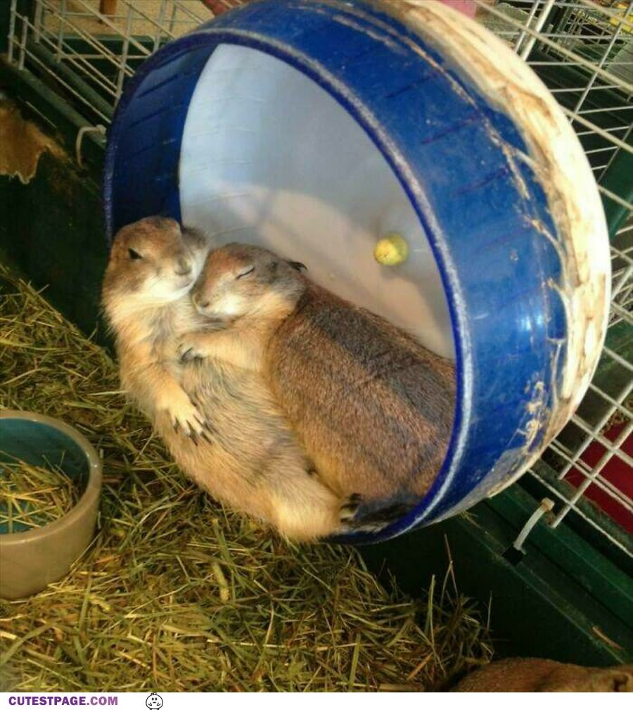 Napping Together