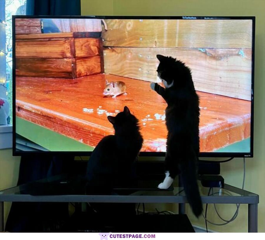 Watching The Mice