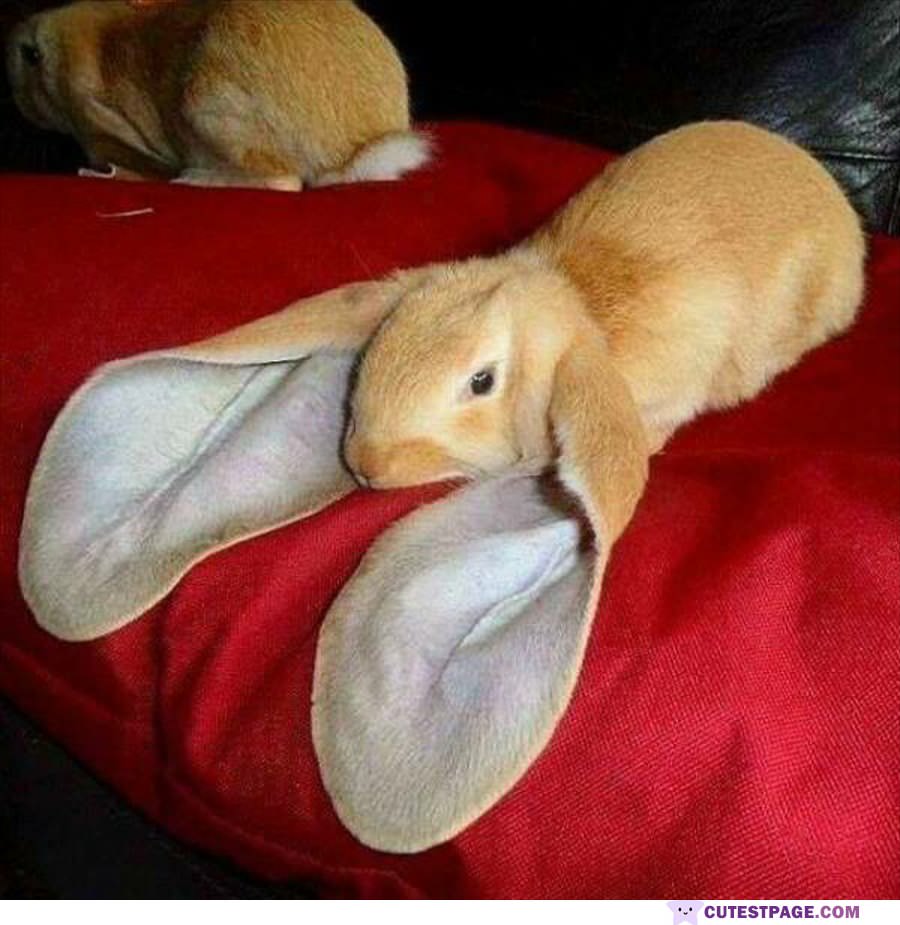 Big Ears