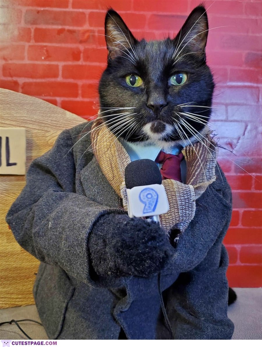News Reporter