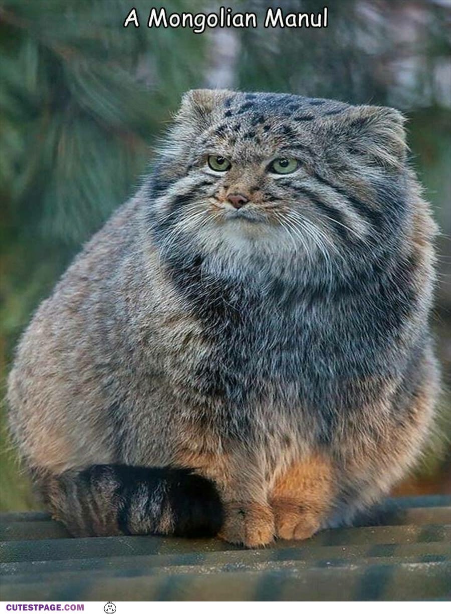 A Mongolian Manul