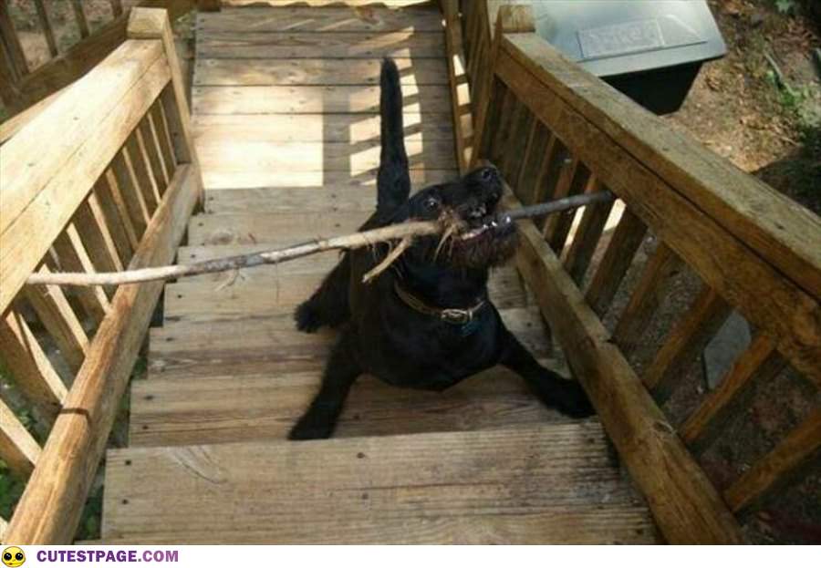 This Is My Stick