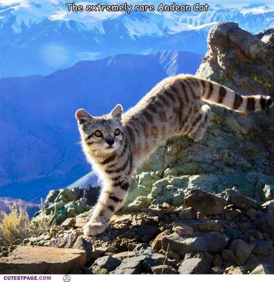 A Very Cool Andean Cat