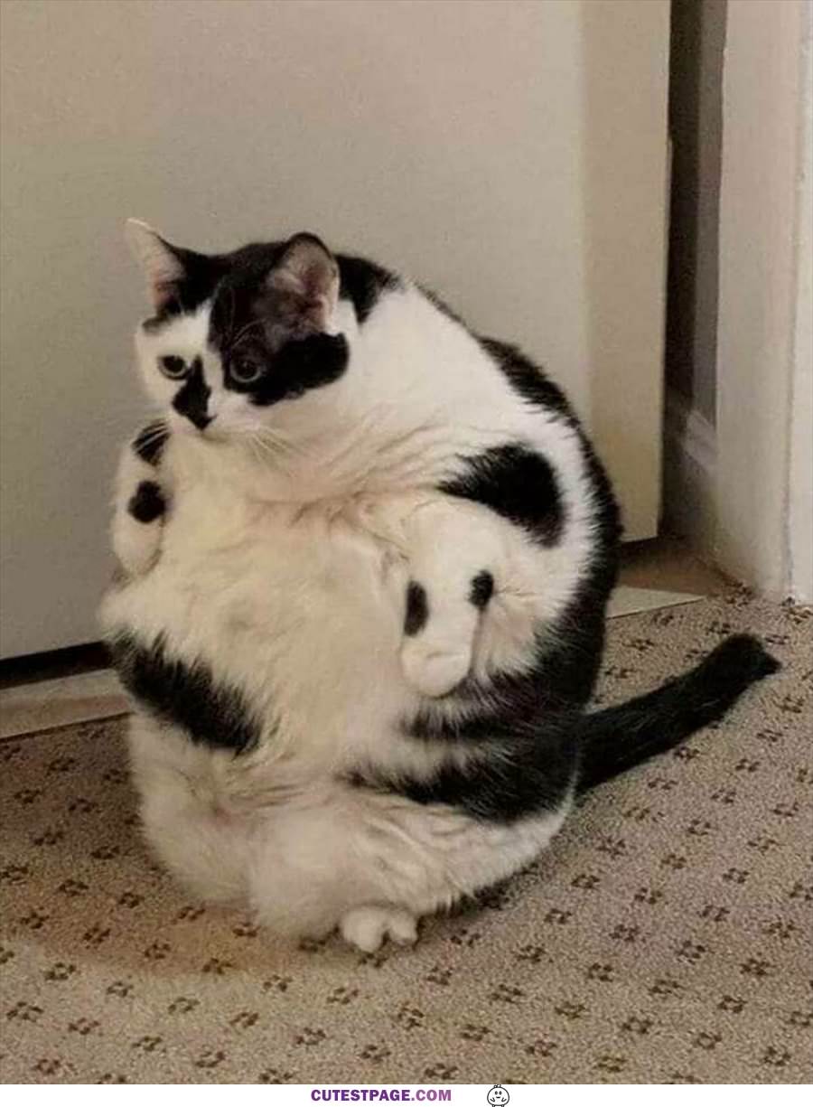 Chonkers Cat