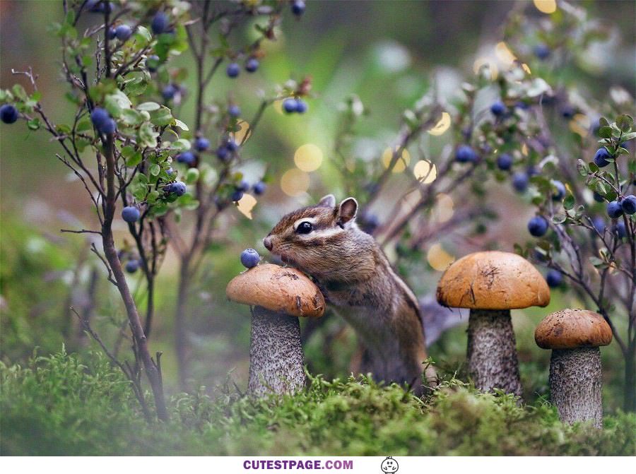I Am Hunting Mushrooms