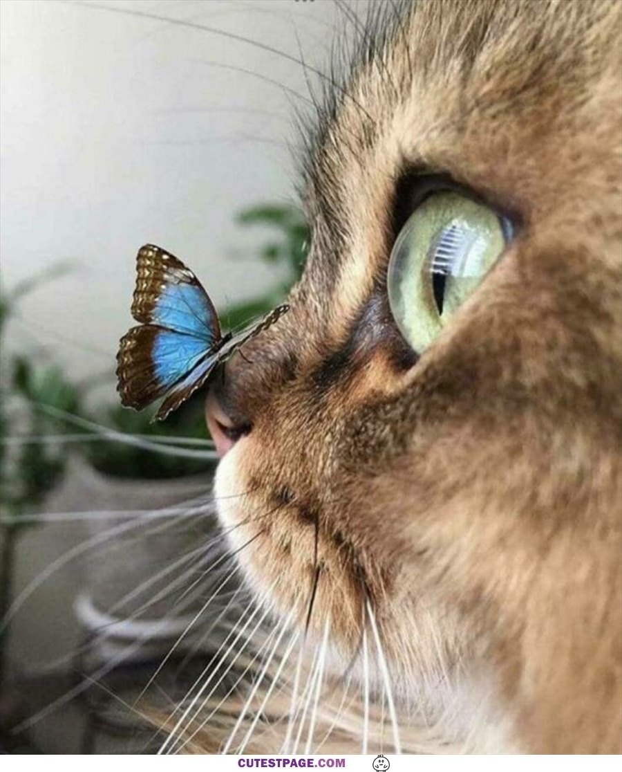 I Has Butterfly