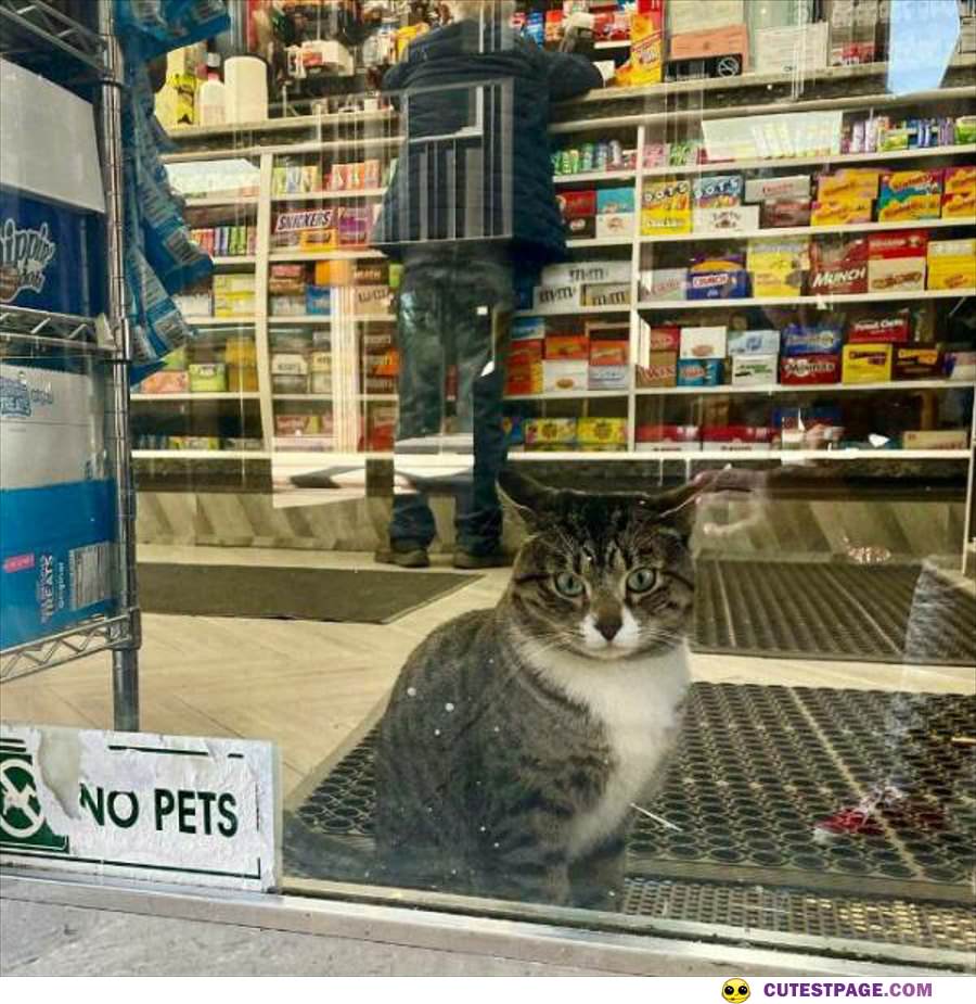 No Pets Allowed In Here