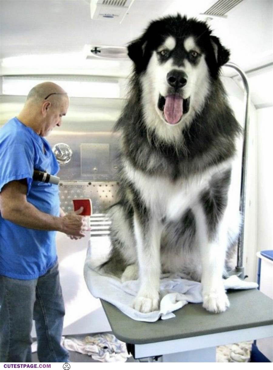 That Is A Huge Dog