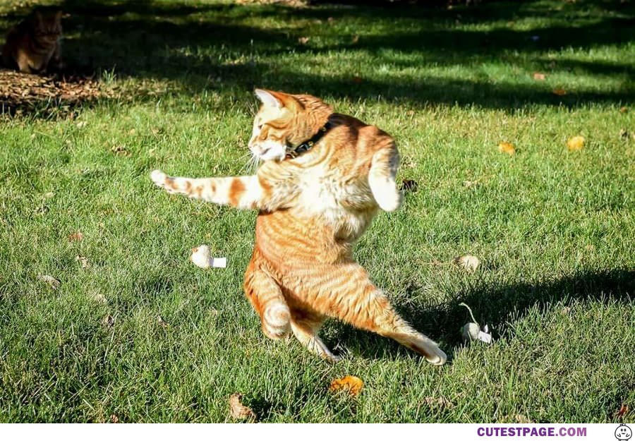 The Techno Dancing Cat