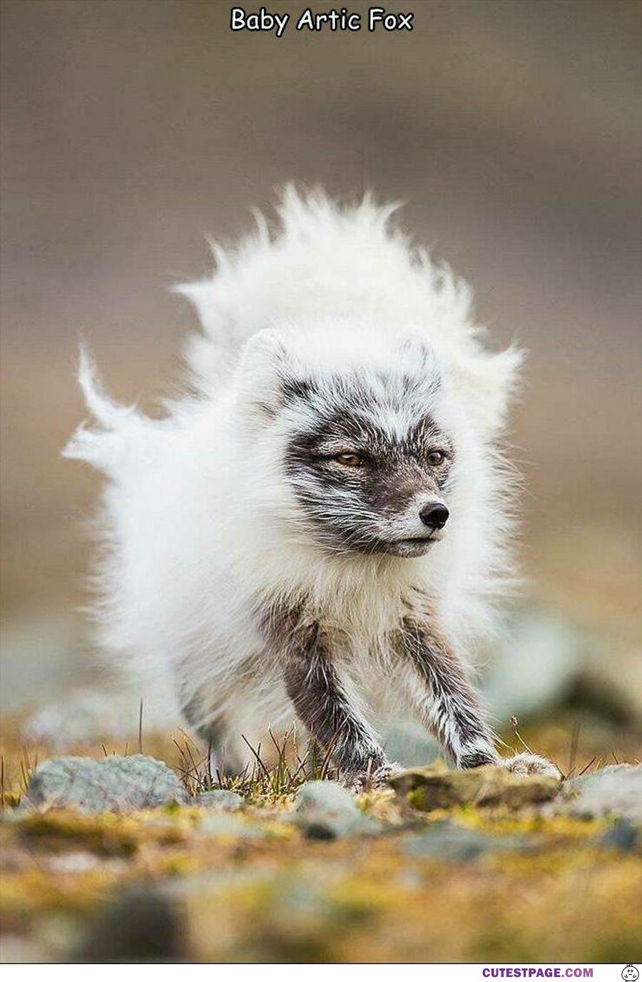 Baby Arctic Fox