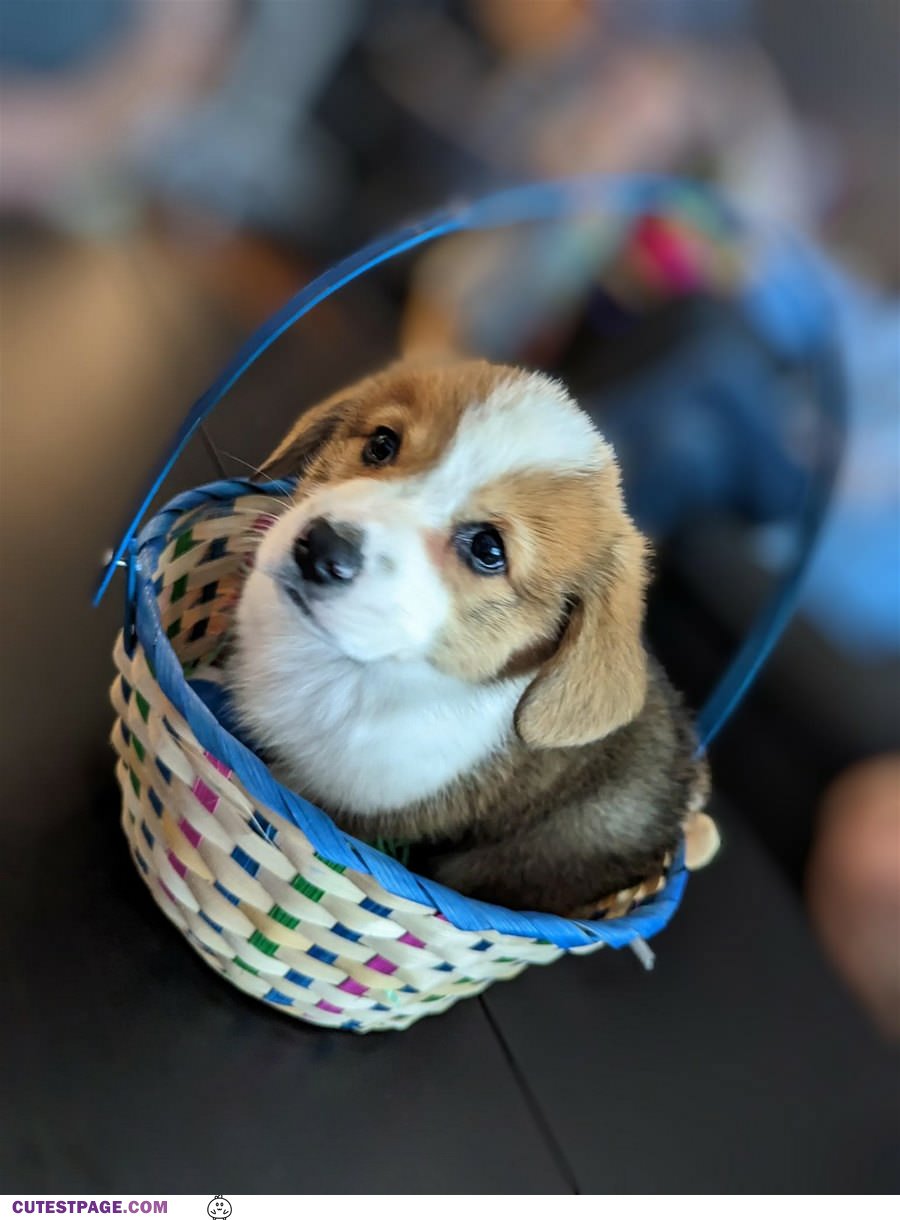 Basket Of Cute