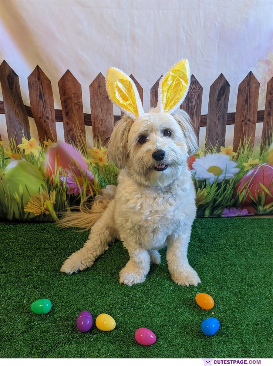 Cuter Easter Bunny