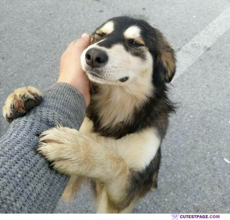 Hey Give Me A Good Petting