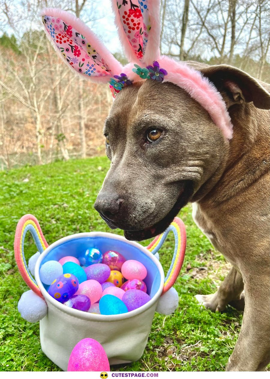 I Am The Easter Bunny Now