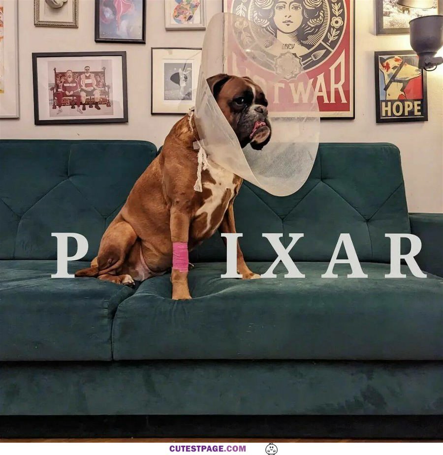 Pixar Doggo