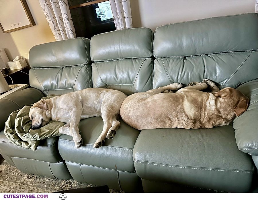 Sharing The Couch