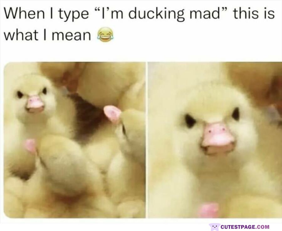 So Ducking Mad