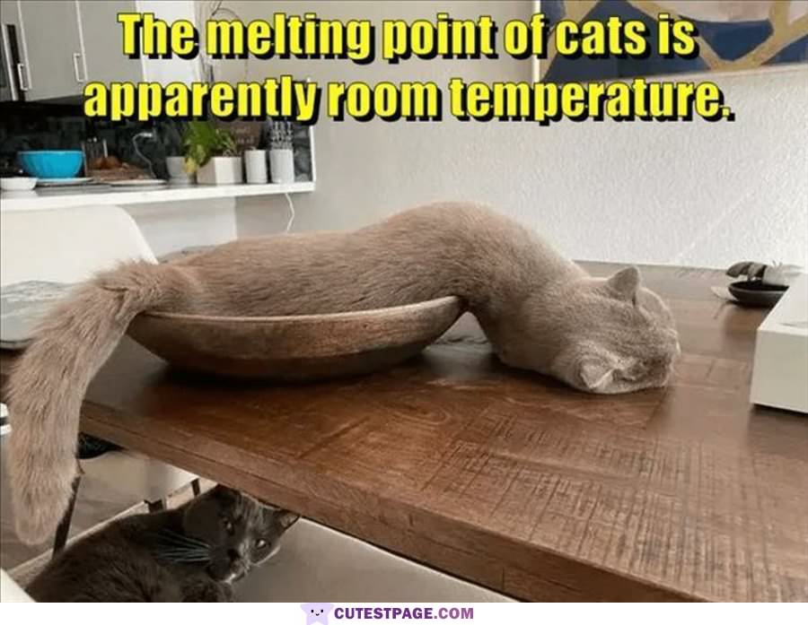 The Melting Point Of Cats
