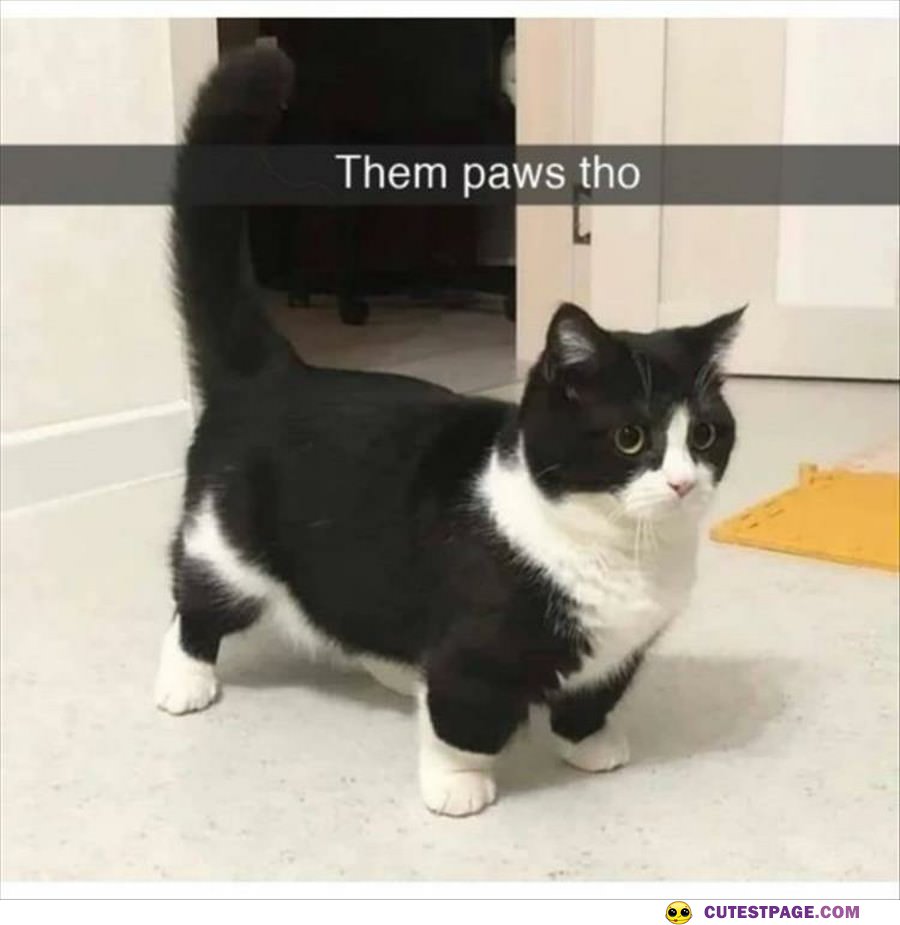 The Paws Tho