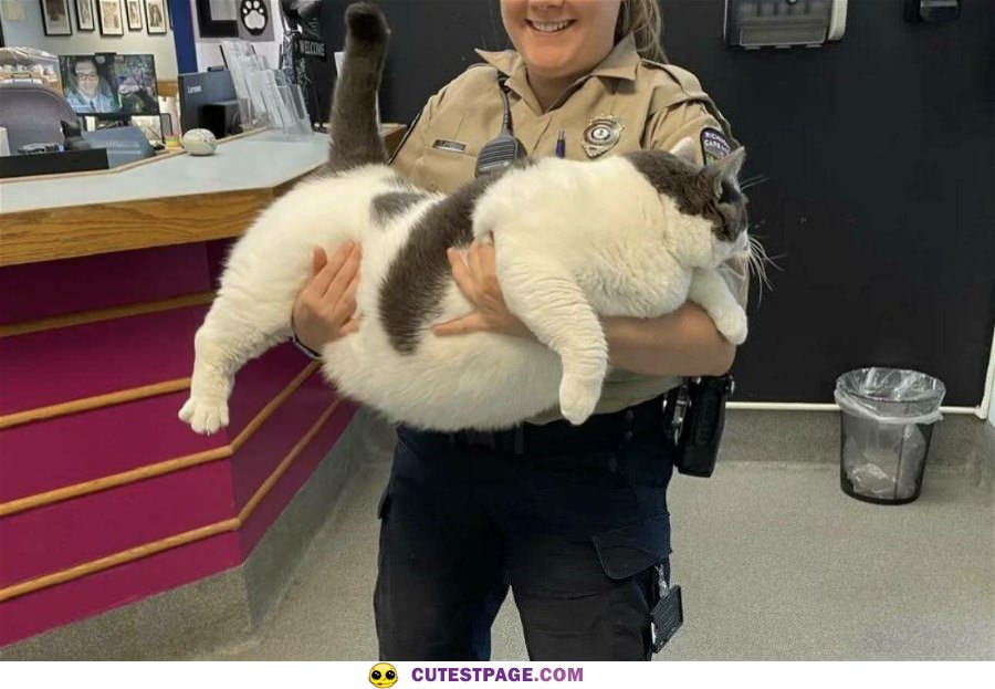 This Chonkers