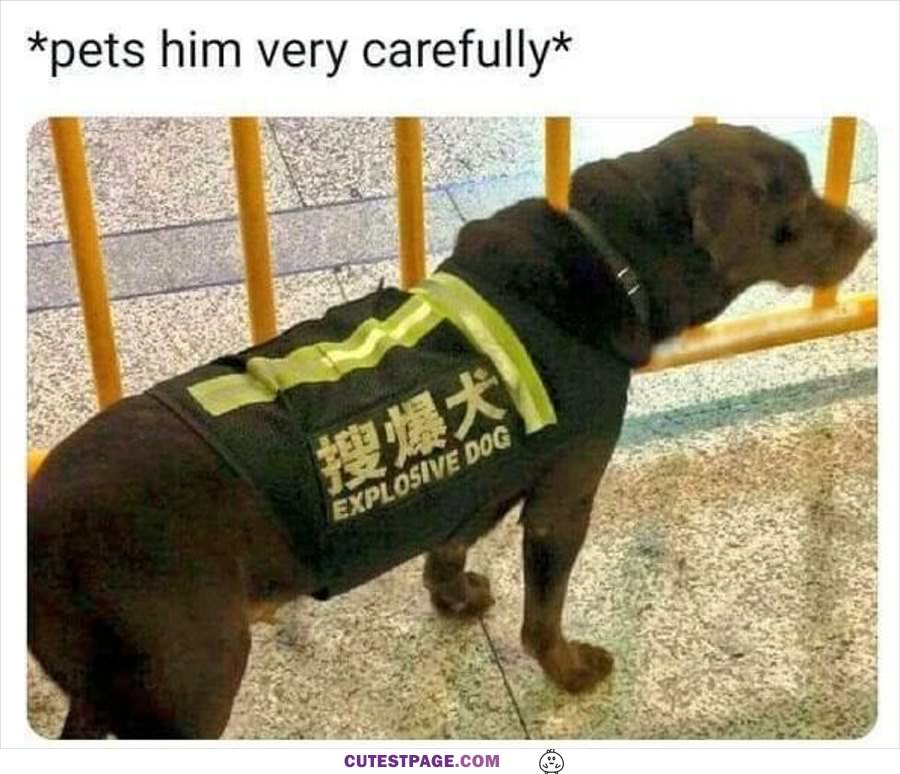 Pets Him Carefully