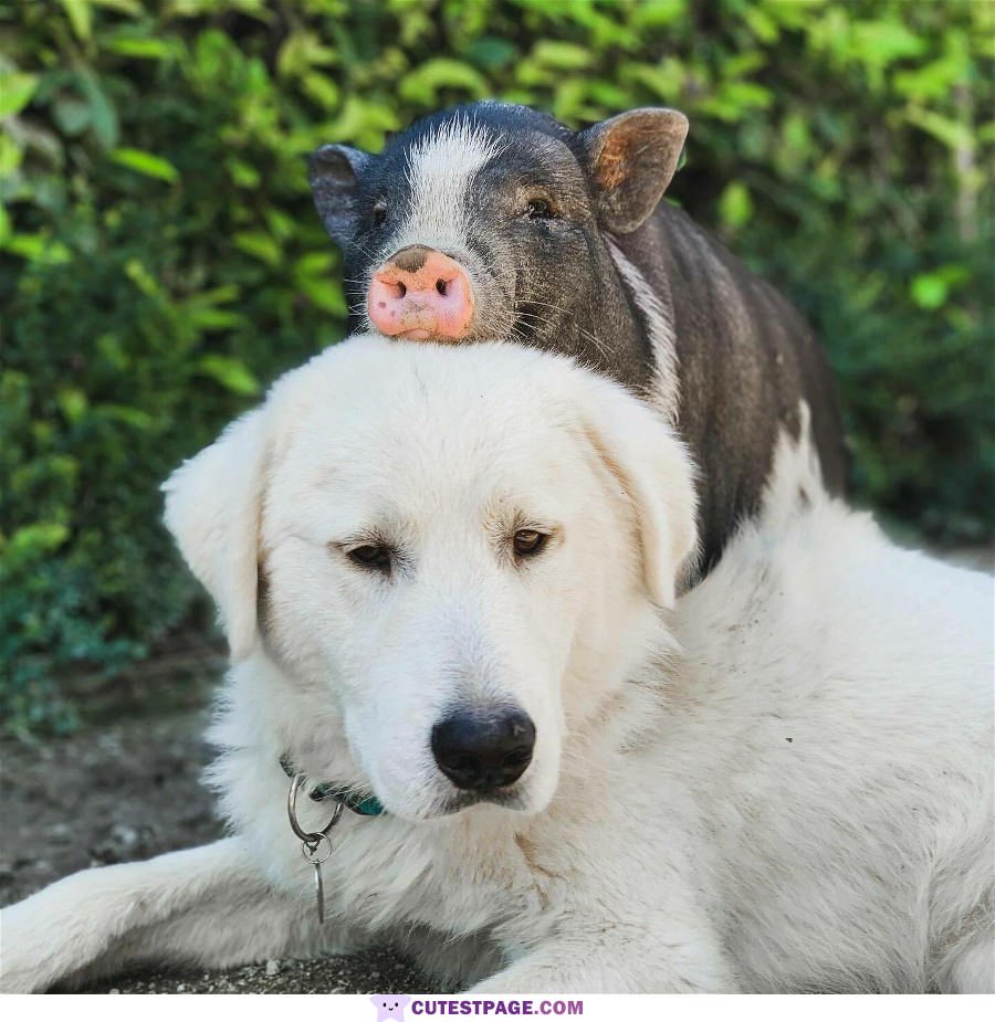 Piggy Back Ride