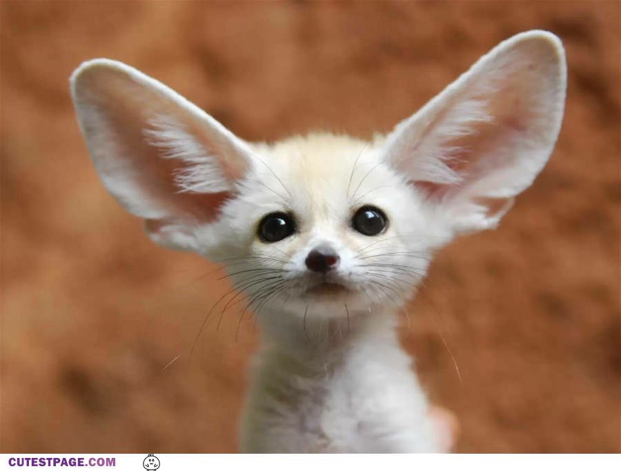 The Big Cute Ears