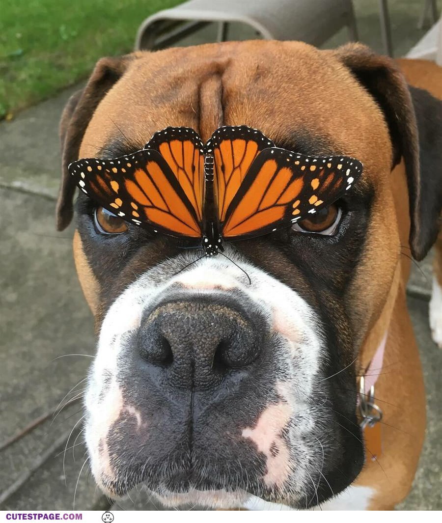 Got A Butterfly