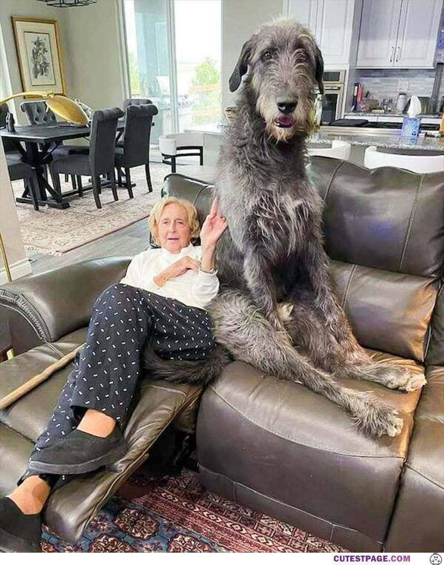 That Is A Large Dog