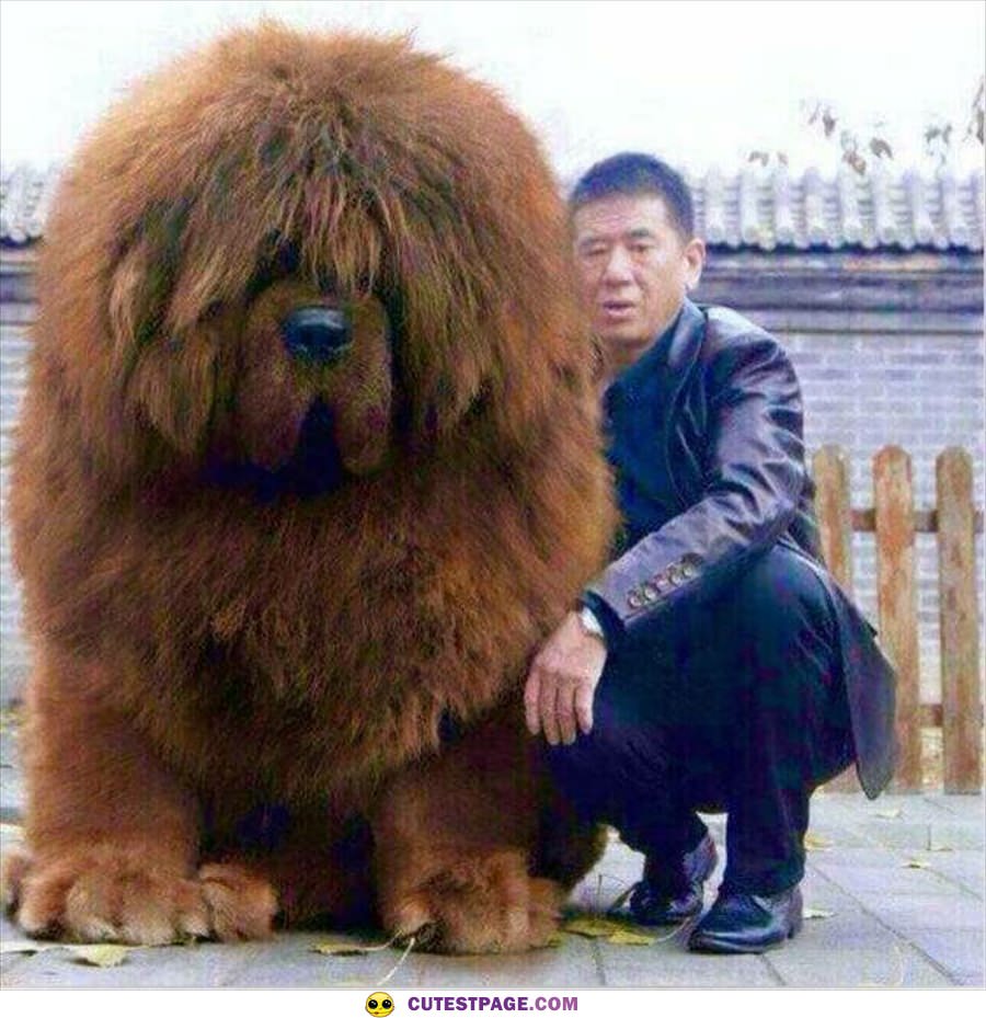 Big Fluffy Dog