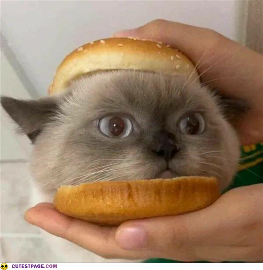 I Am A Burger Now