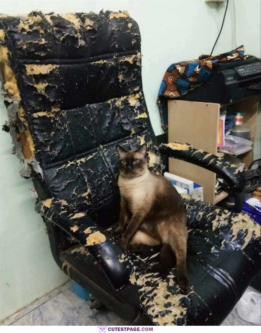 I Claimed This Chair