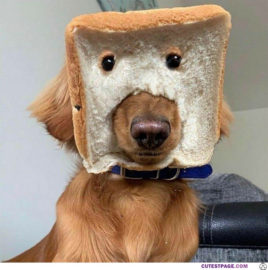 In Bread Dog