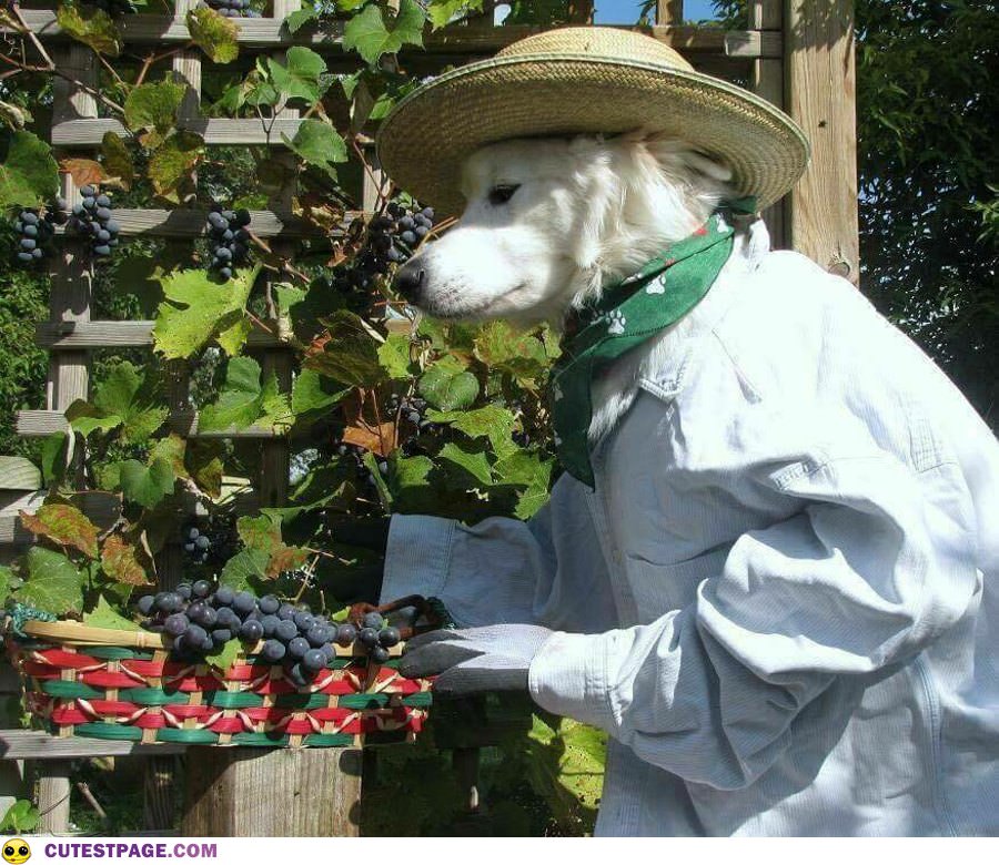 Picking Some Berries