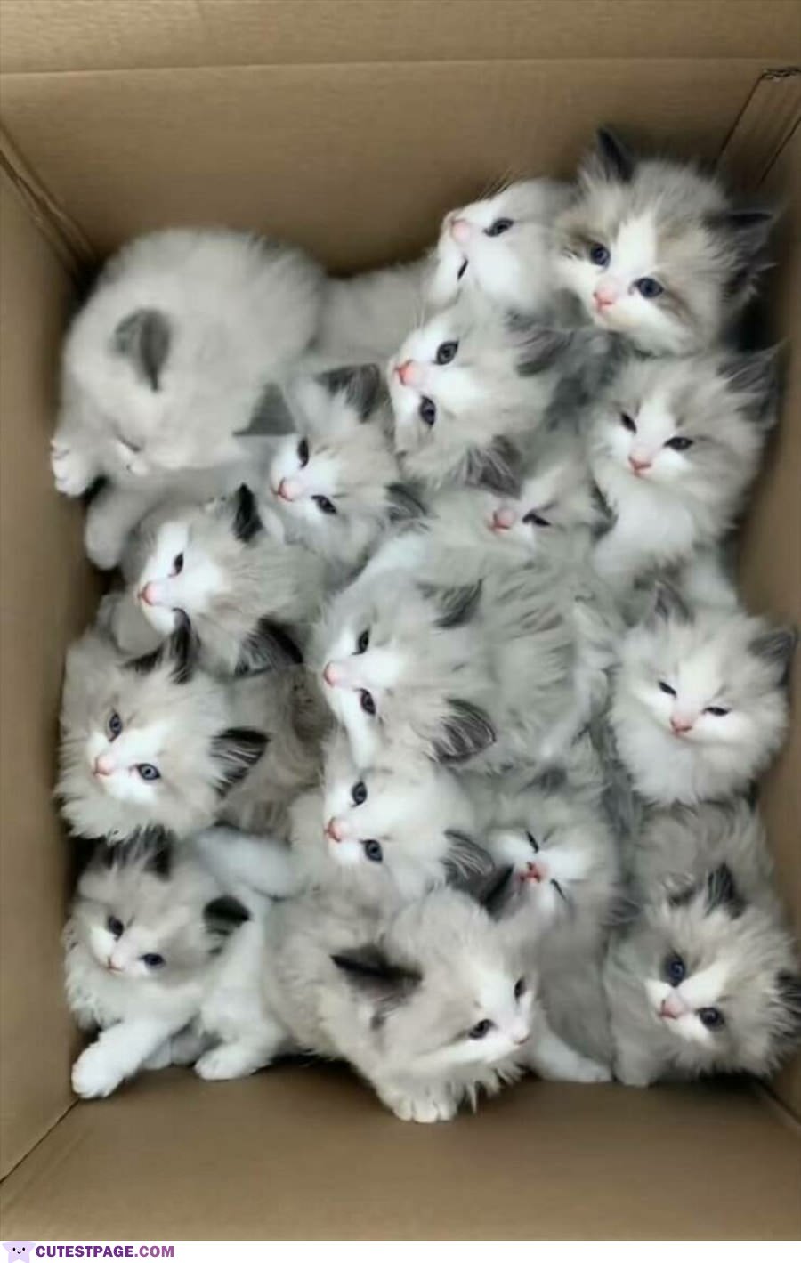 Box Of Love