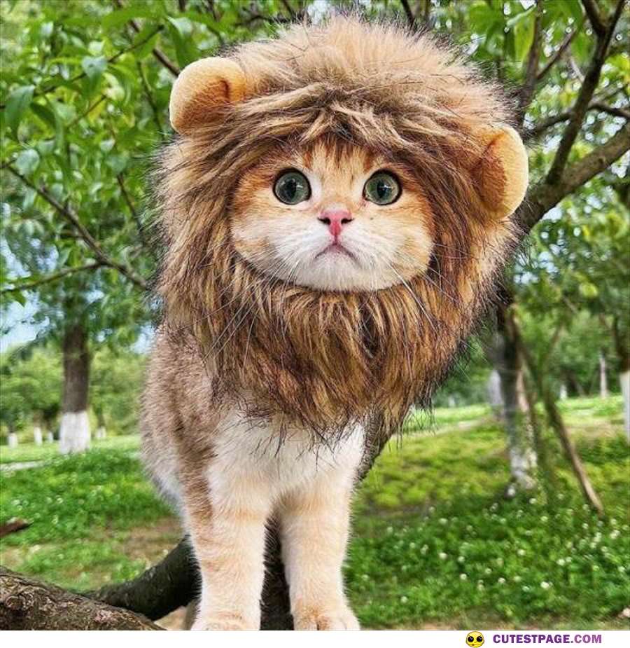 I Am A Lion Now