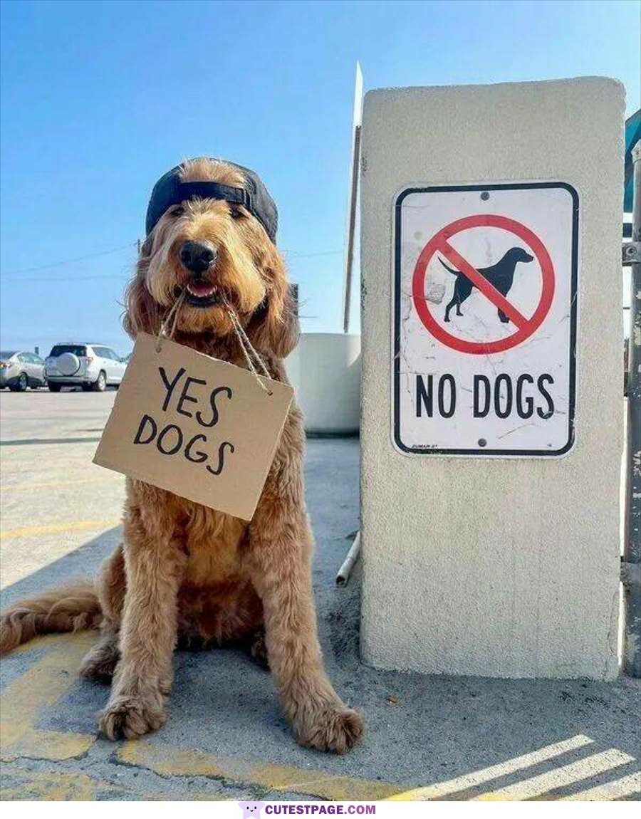 Yes Dogs Actually