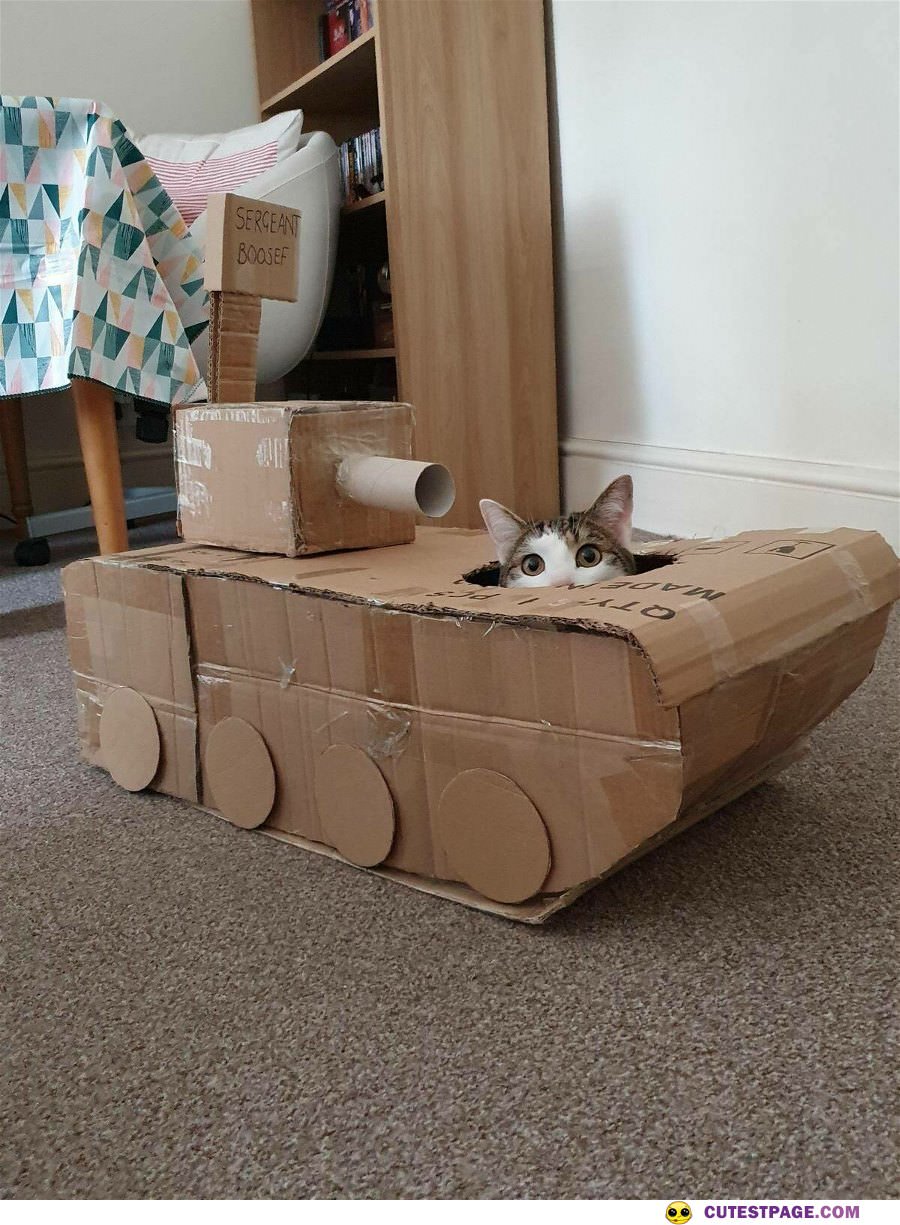 I am tank cat
