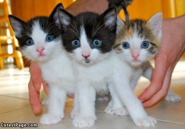 3 Cute Kittens