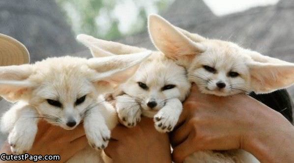 3 Cute Little Guys