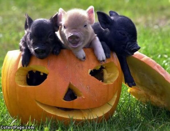 3 Little Piggies