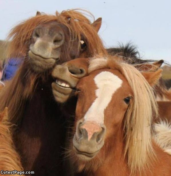 3 Smiling Horses
