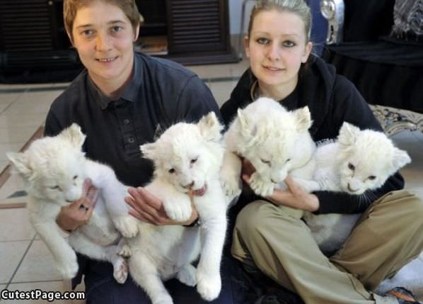 4 Cute Cubs
