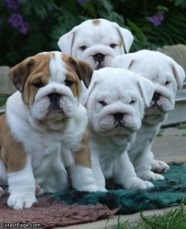 4 Cute Dogs