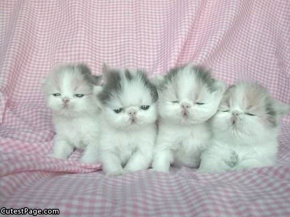 4 Cute Kittens