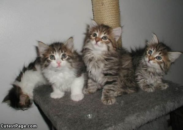 4 Cute Kittens