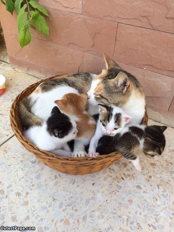 A Basket Full Of Them