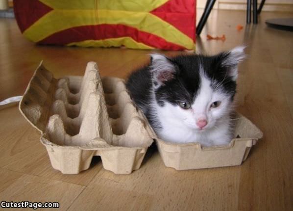 A Carton Of Cat