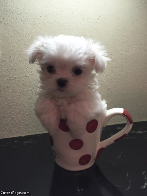 A Cup Of Puppy